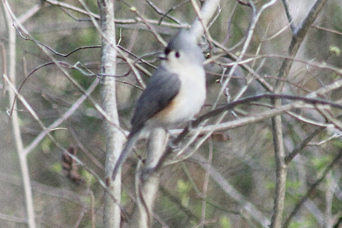 Tufted Titmouse - ML616243792