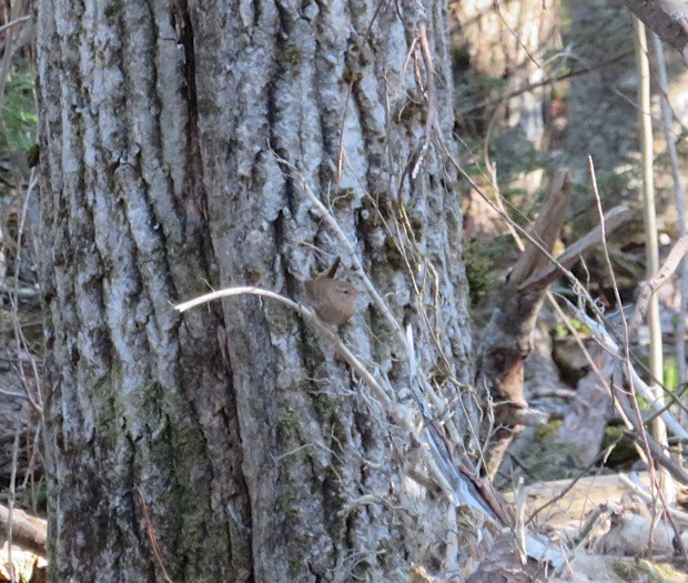 Winter Wren - Susan Cline