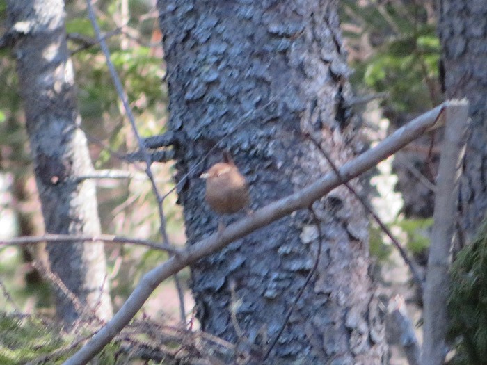 Winter Wren - Susan Cline