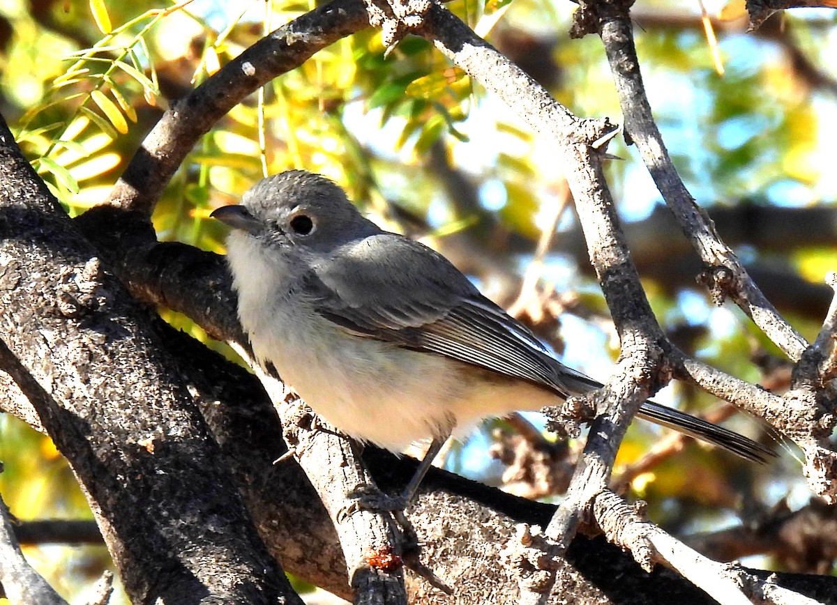 Gray Vireo - ML616243821