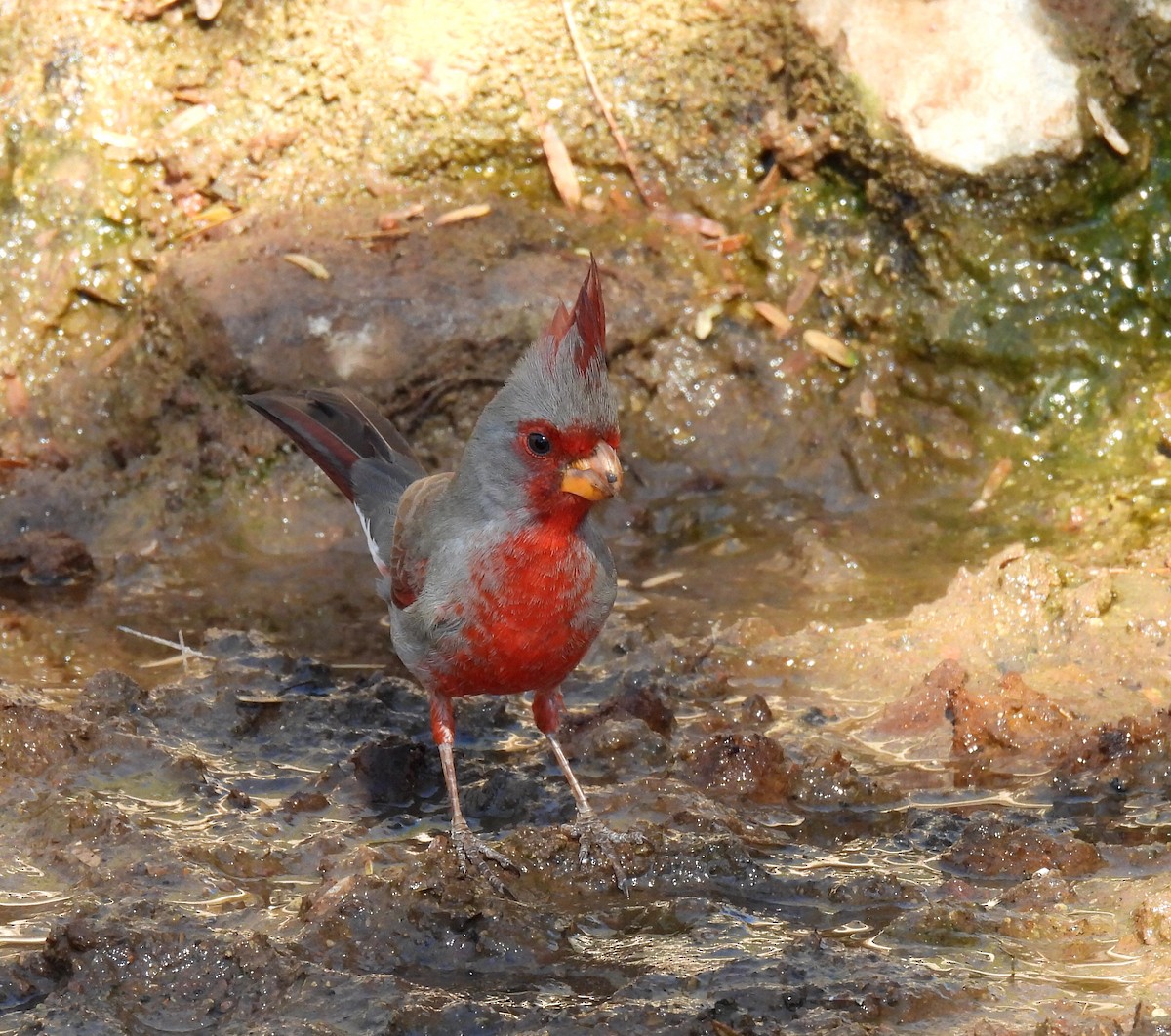 Cardinal pyrrhuloxia - ML616243846