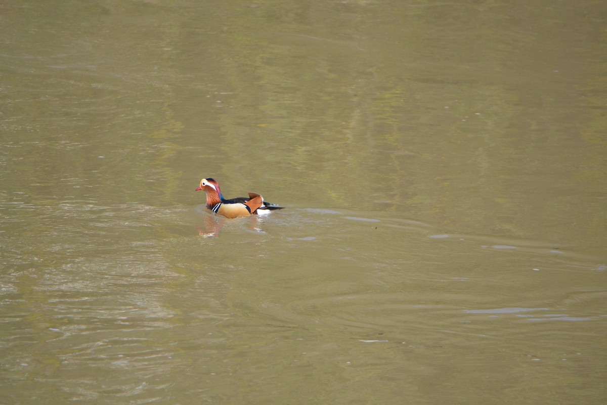 Mandarin Duck - ML616243972