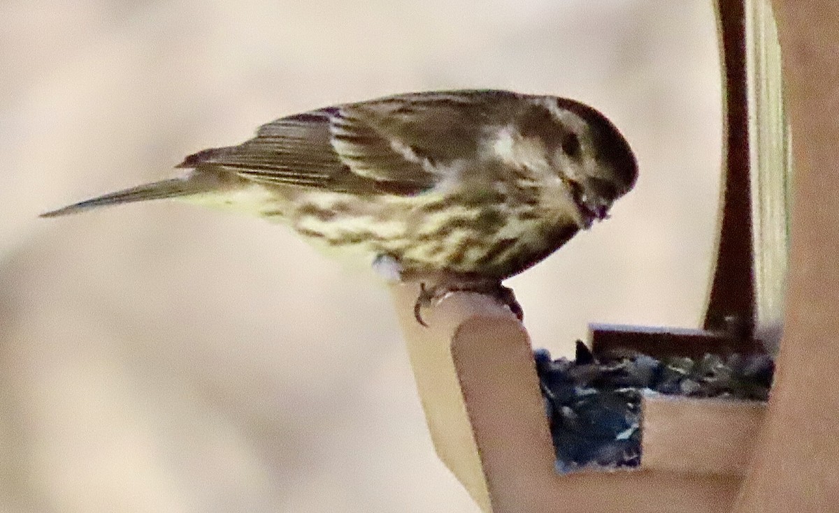 Purple Finch - Micky Louis