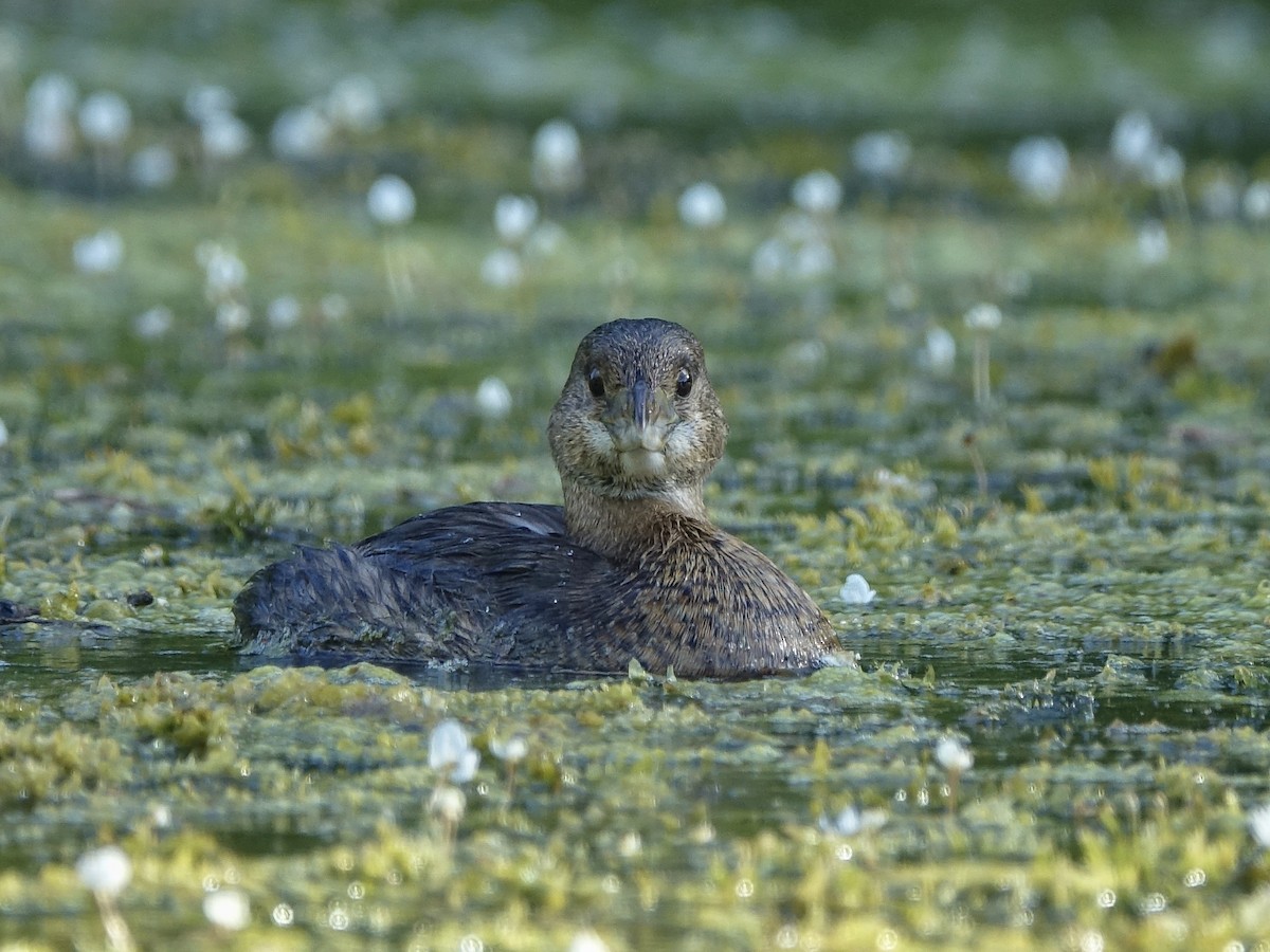 Pied-billed Grebe - ML616243997