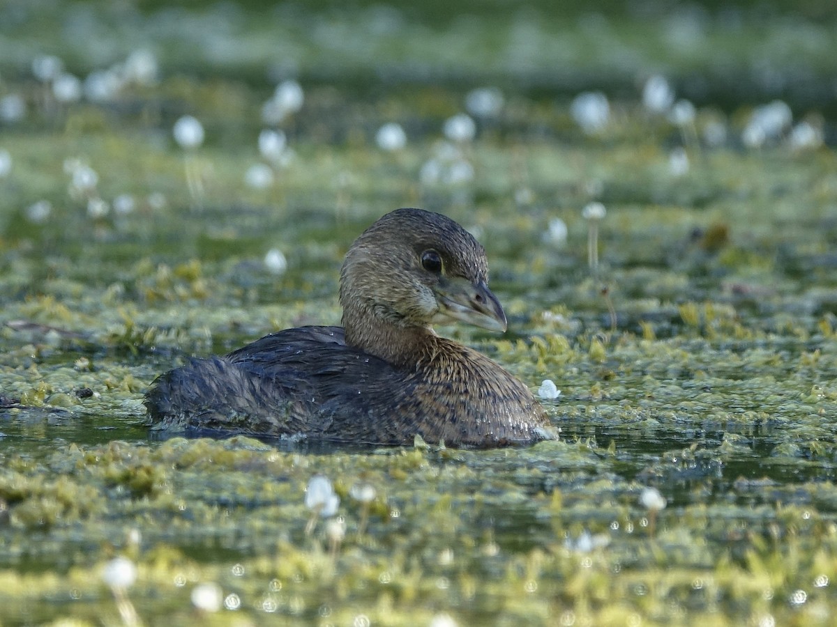 Pied-billed Grebe - Gabriela Contreras Buvinić