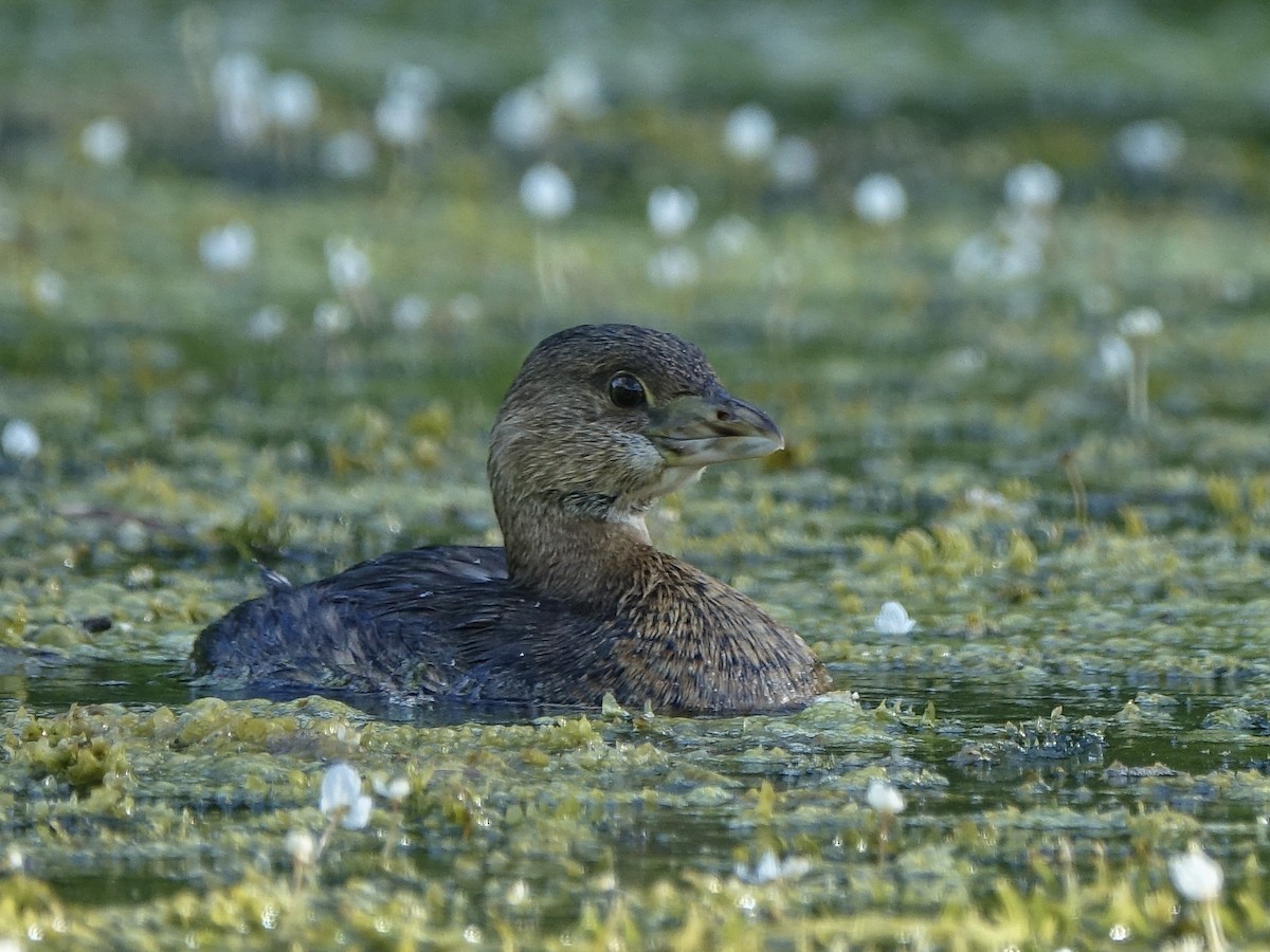 Pied-billed Grebe - ML616243999