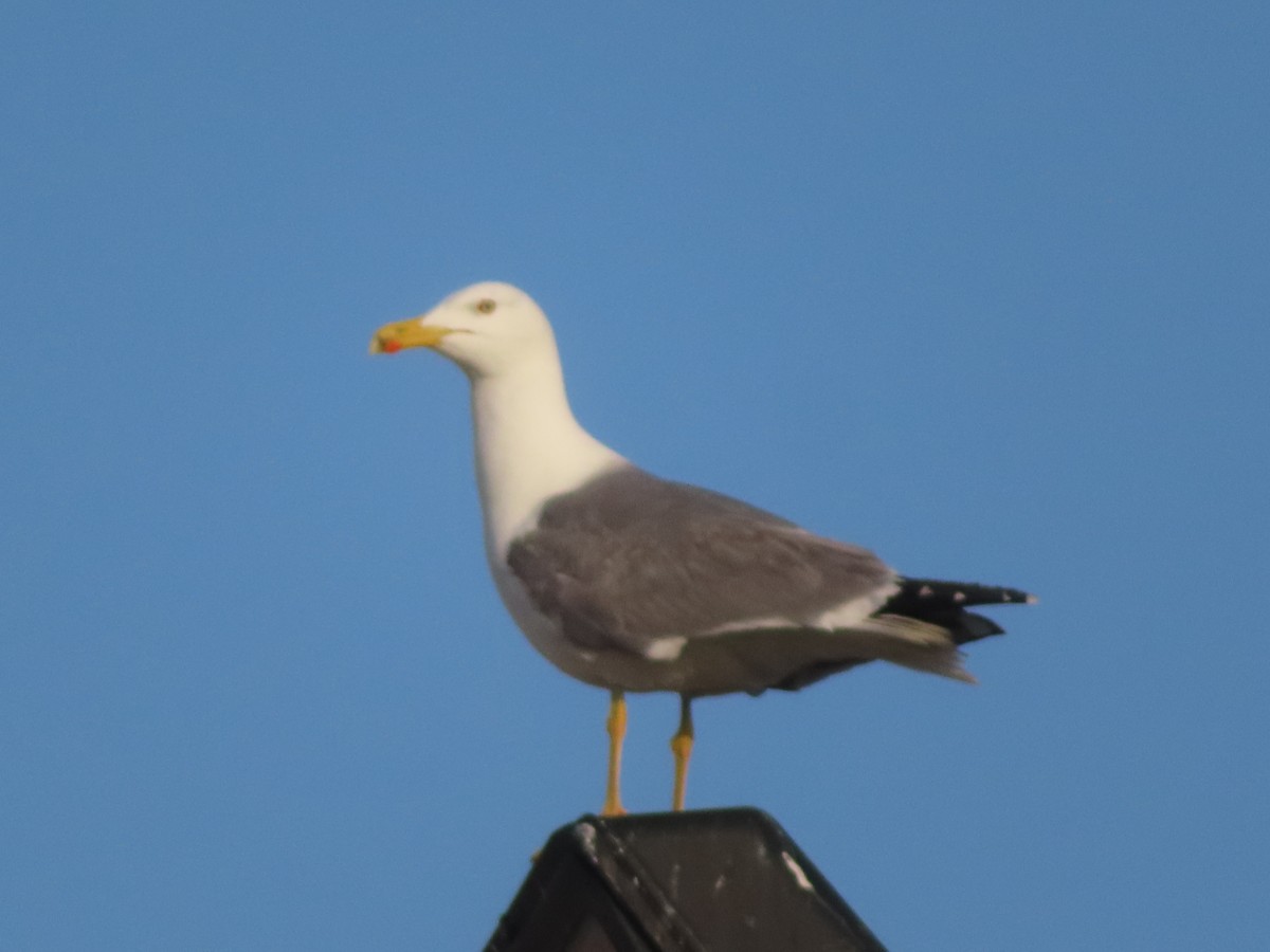 Lesser Black-backed Gull - Jaume Sastre Garriga