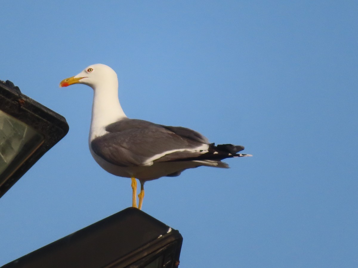 Lesser Black-backed Gull - ML616244030