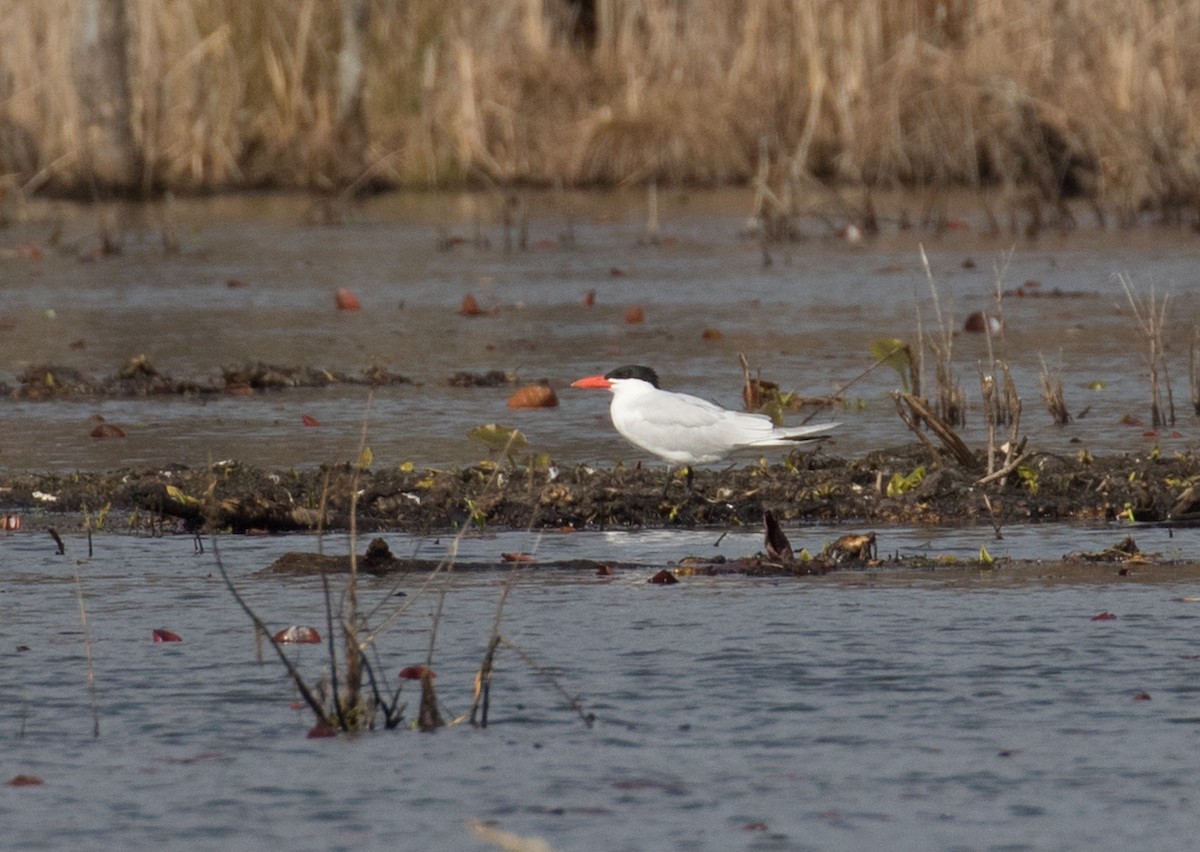 Caspian Tern - ML616244031