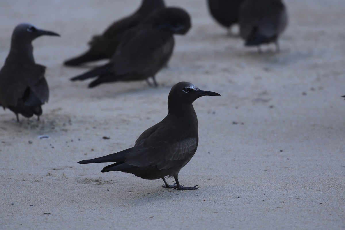 Brown Noddy - ML616244107