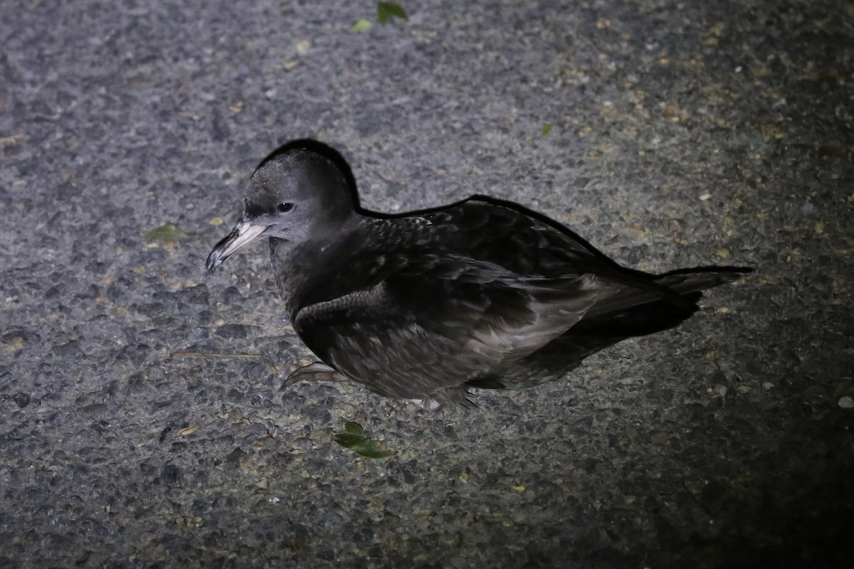 Puffin à pieds pâles - ML616244134