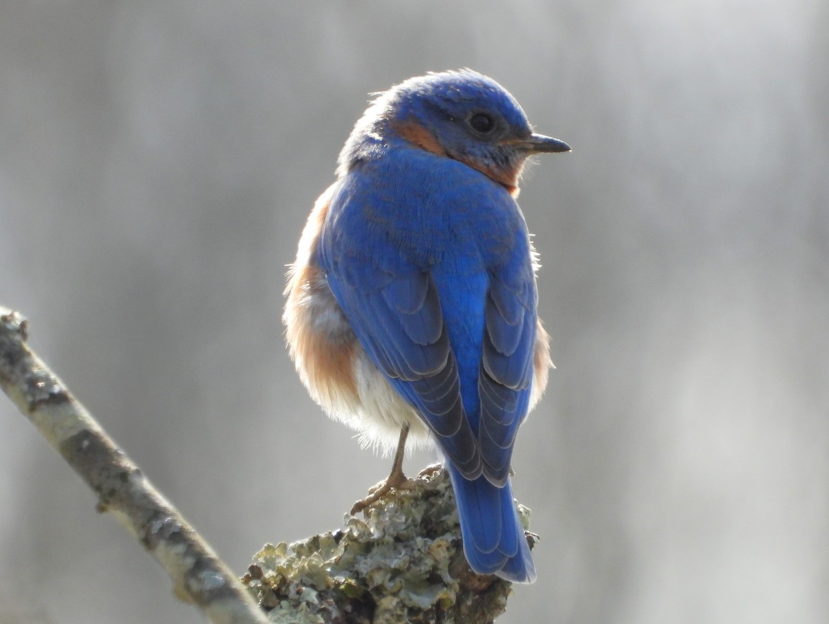 Eastern Bluebird - ML616244152