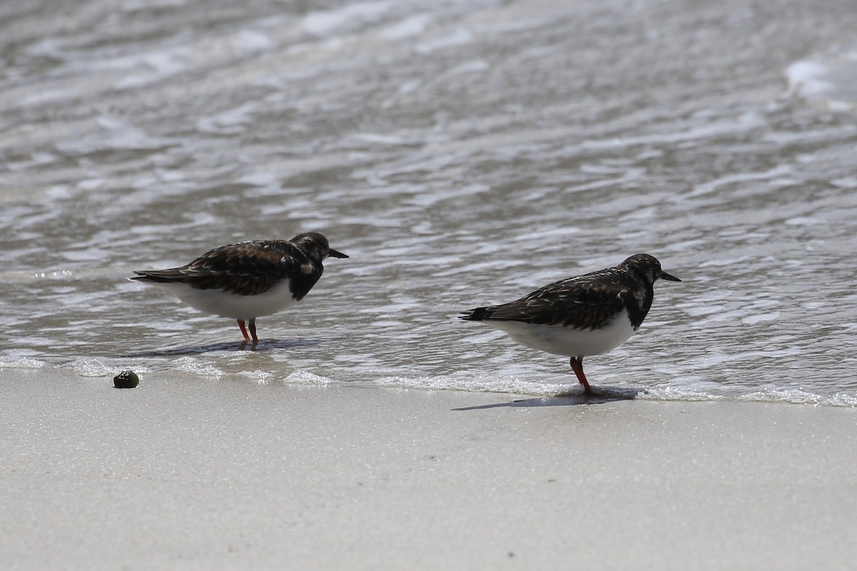 Ruddy Turnstone - ML616244177