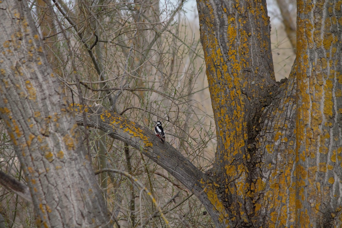 Great Spotted Woodpecker - ML616244188
