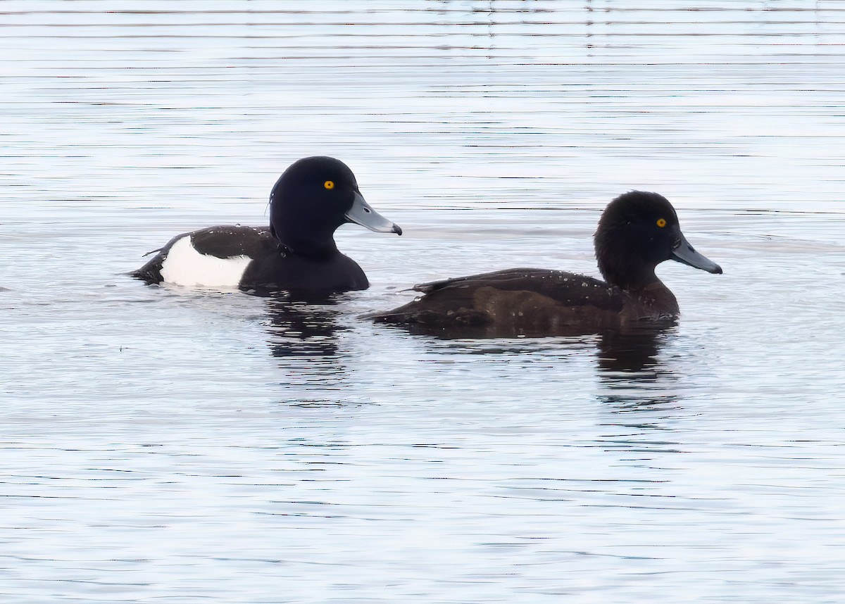 鳳頭潛鴨 - ML616244215