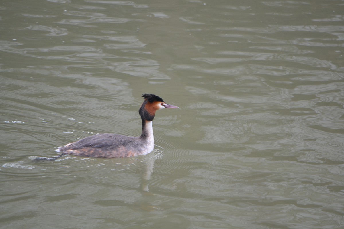 Great Crested Grebe - ML616244228