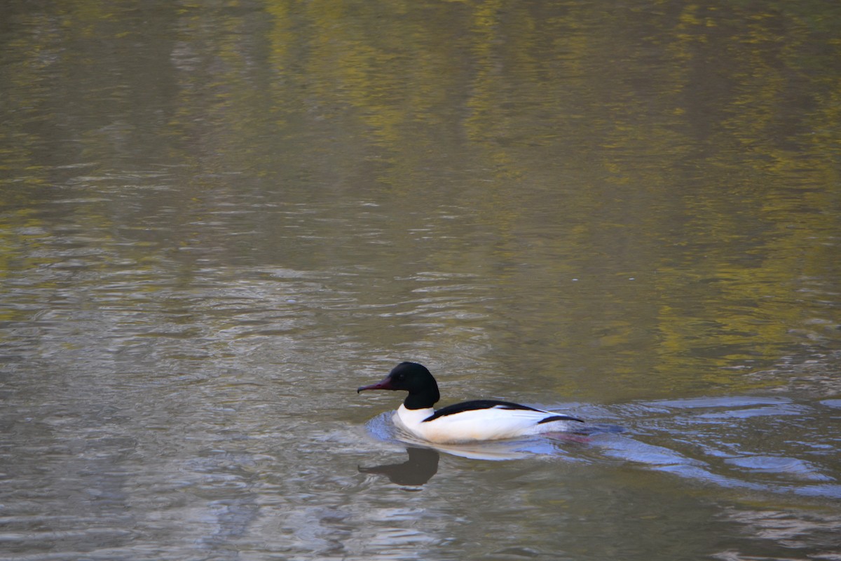 Common Merganser - Michael Self