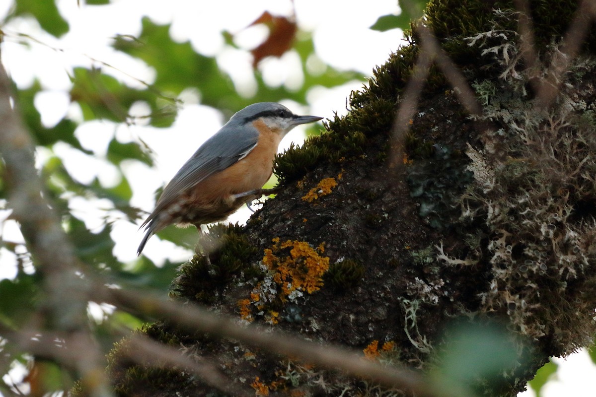 Eurasian Nuthatch - ML616244240