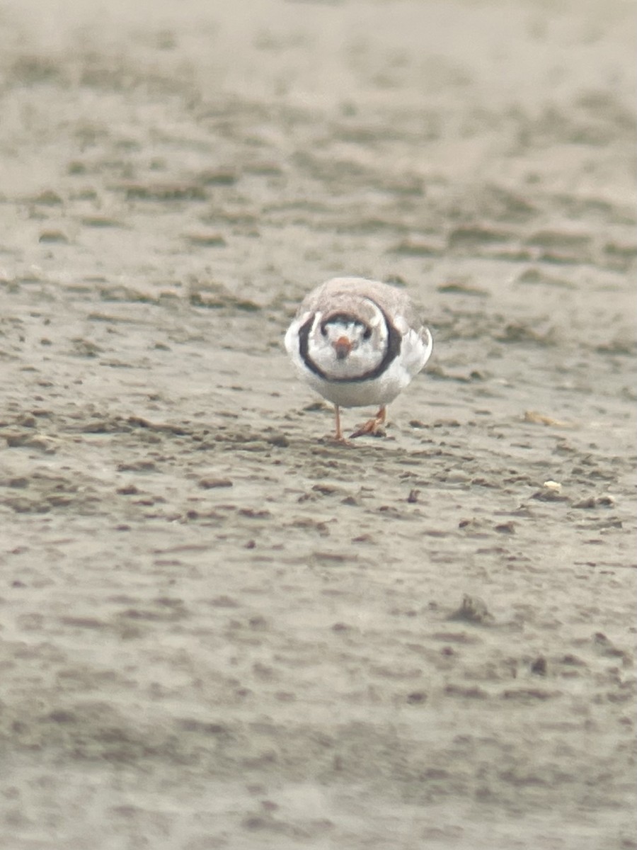 Piping Plover - ML616244254