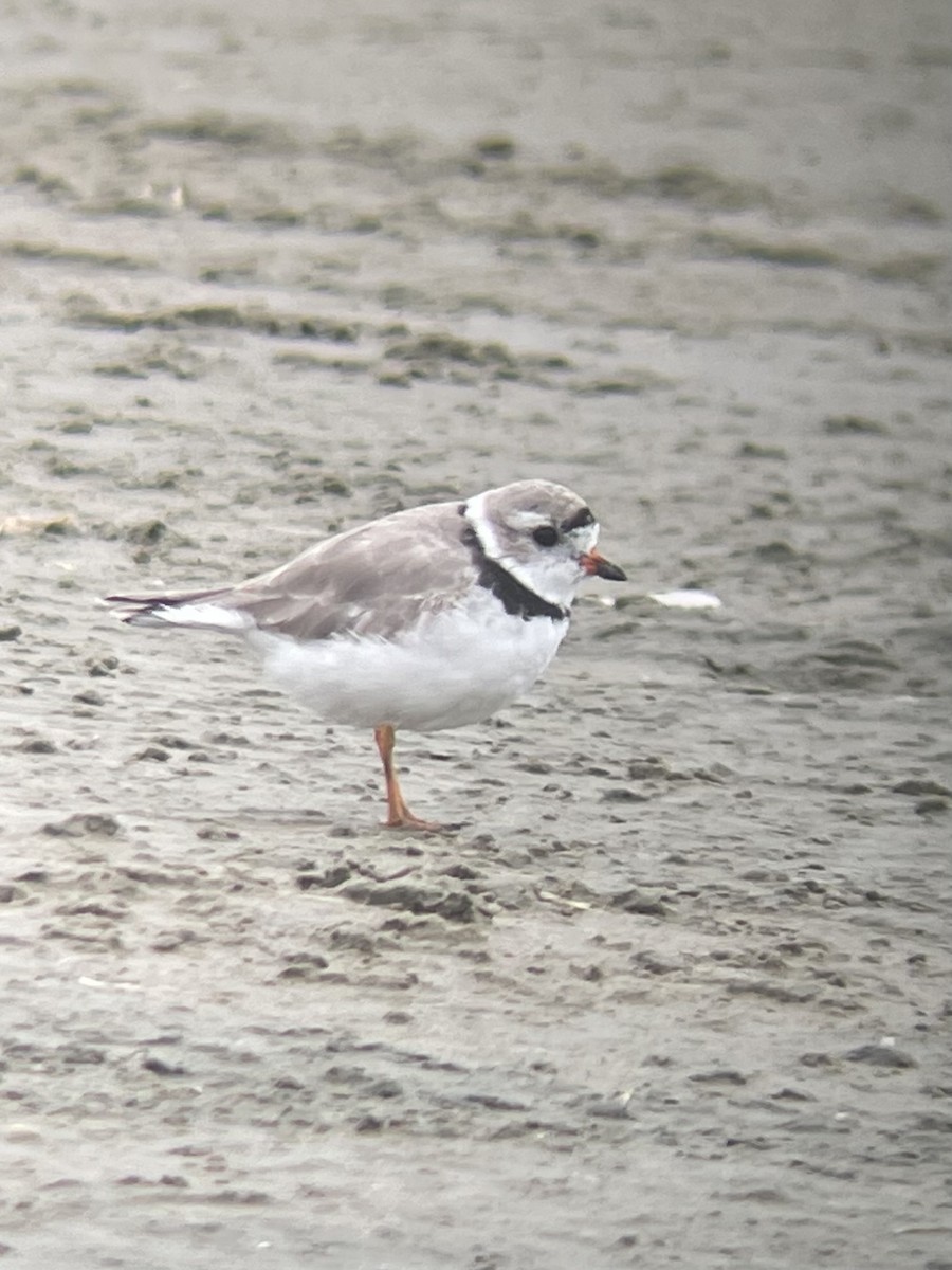 Piping Plover - ML616244255