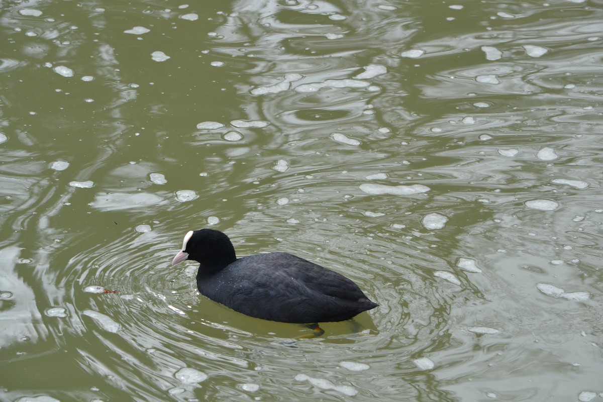 Eurasian Coot - ML616244258