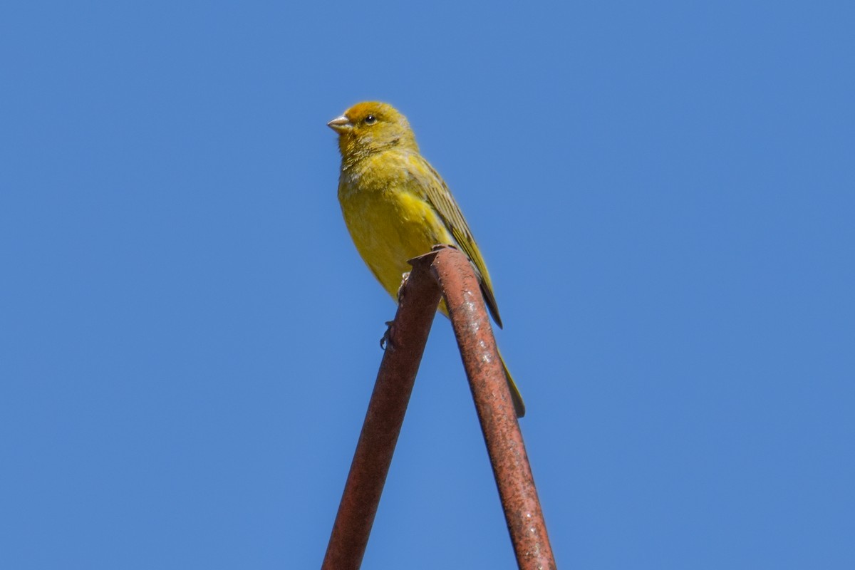 Saffron Finch - ML616244275