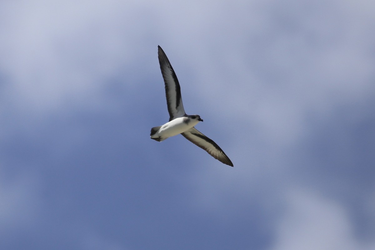 Black-winged Petrel - ML616244279