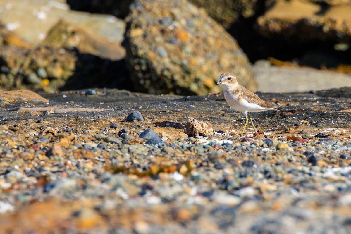 Double-banded Plover - ML616244360
