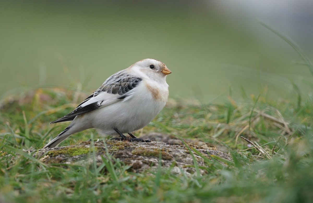 Snow Bunting - Harry Coghill