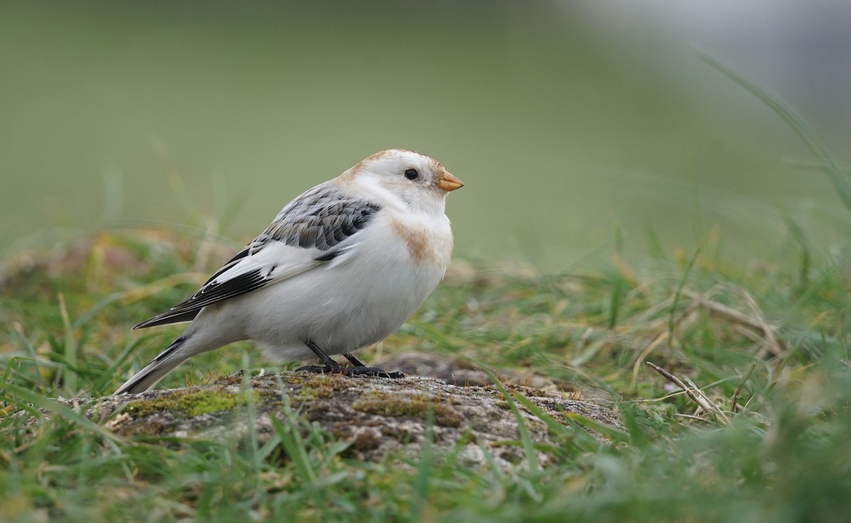 Snow Bunting - ML616244396