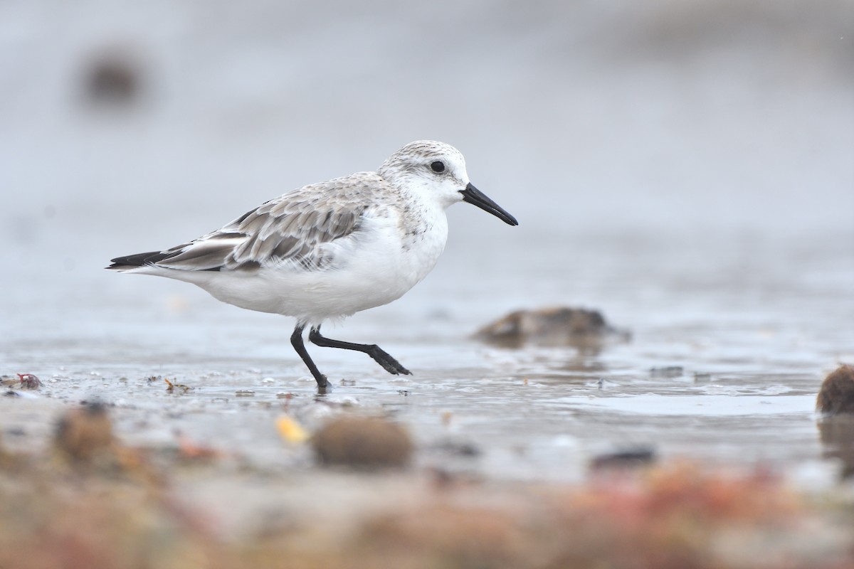 Sanderling - ML616244406