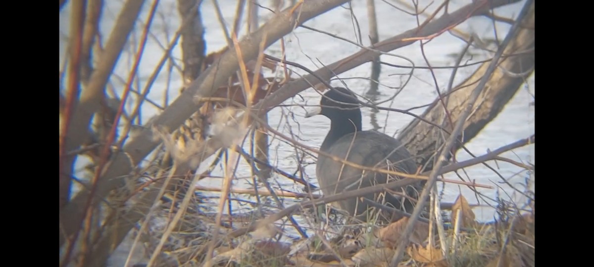 American Coot - ML616244414