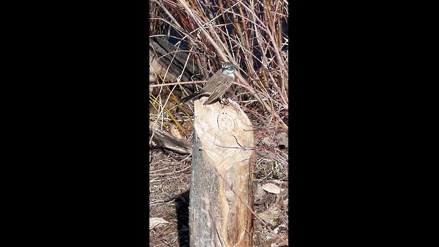 Sagebrush Sparrow - ML616244441