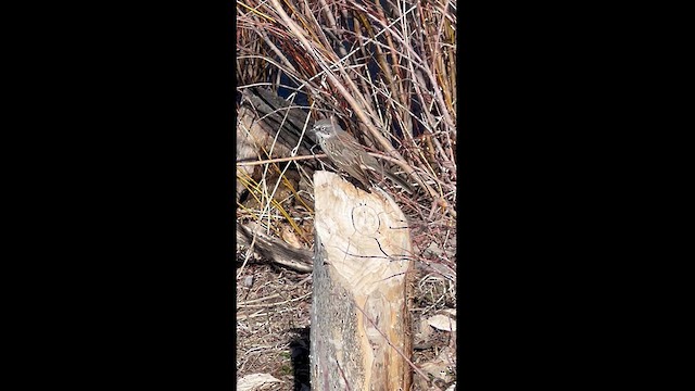 Sagebrush Sparrow - ML616244447