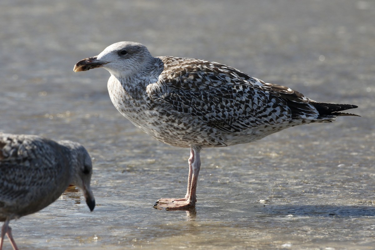 Great Black-backed Gull - ML616244449