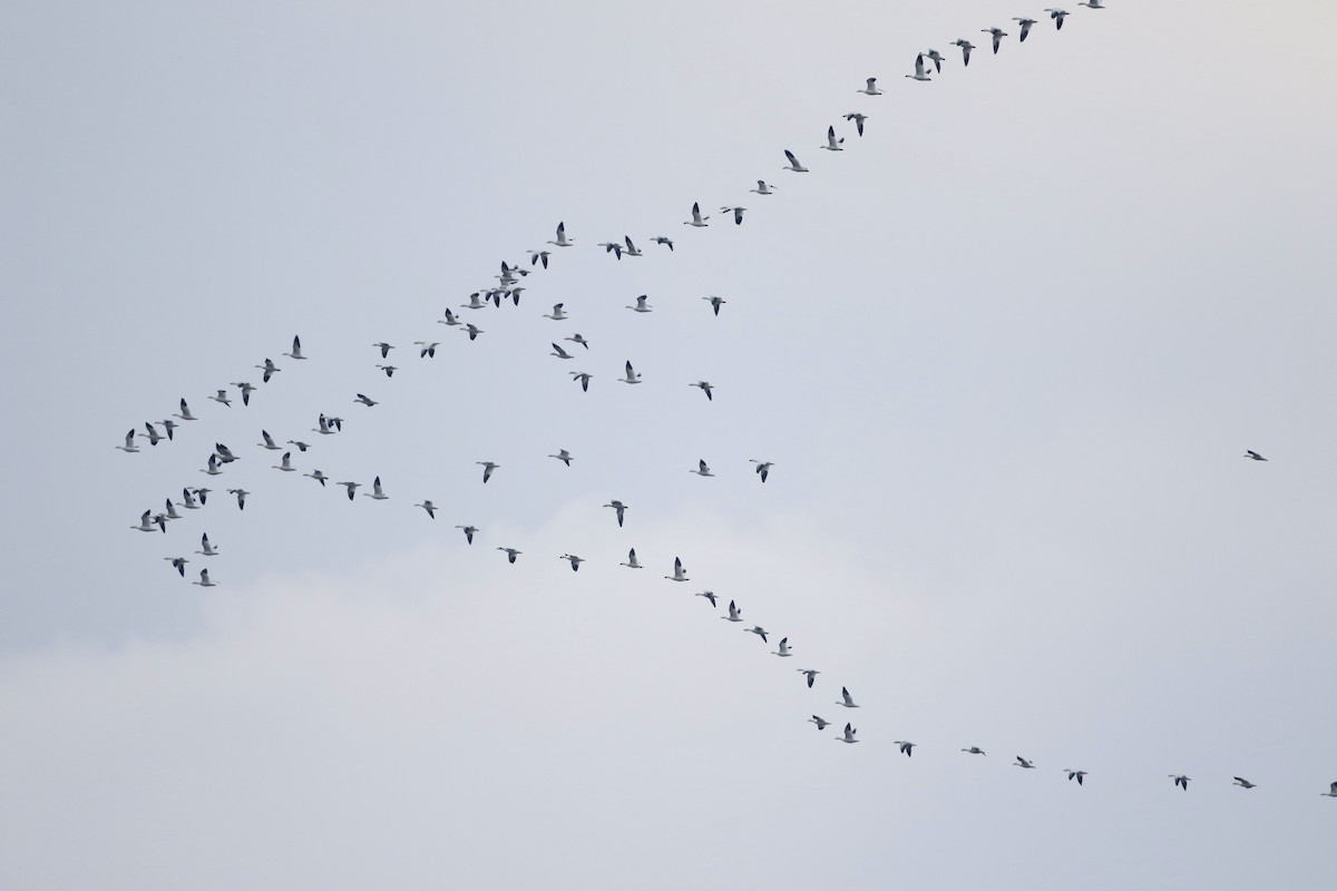 Snow Goose - ML616244494