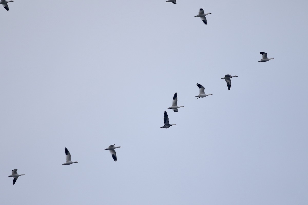 Snow Goose - ML616244495