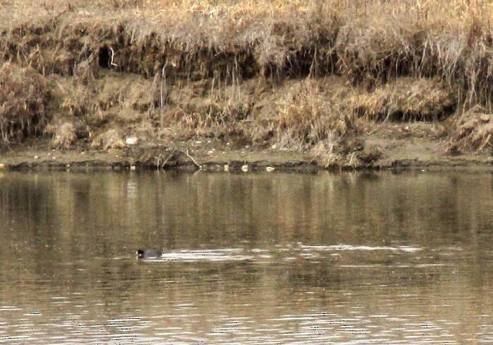 American Coot - ML616244507