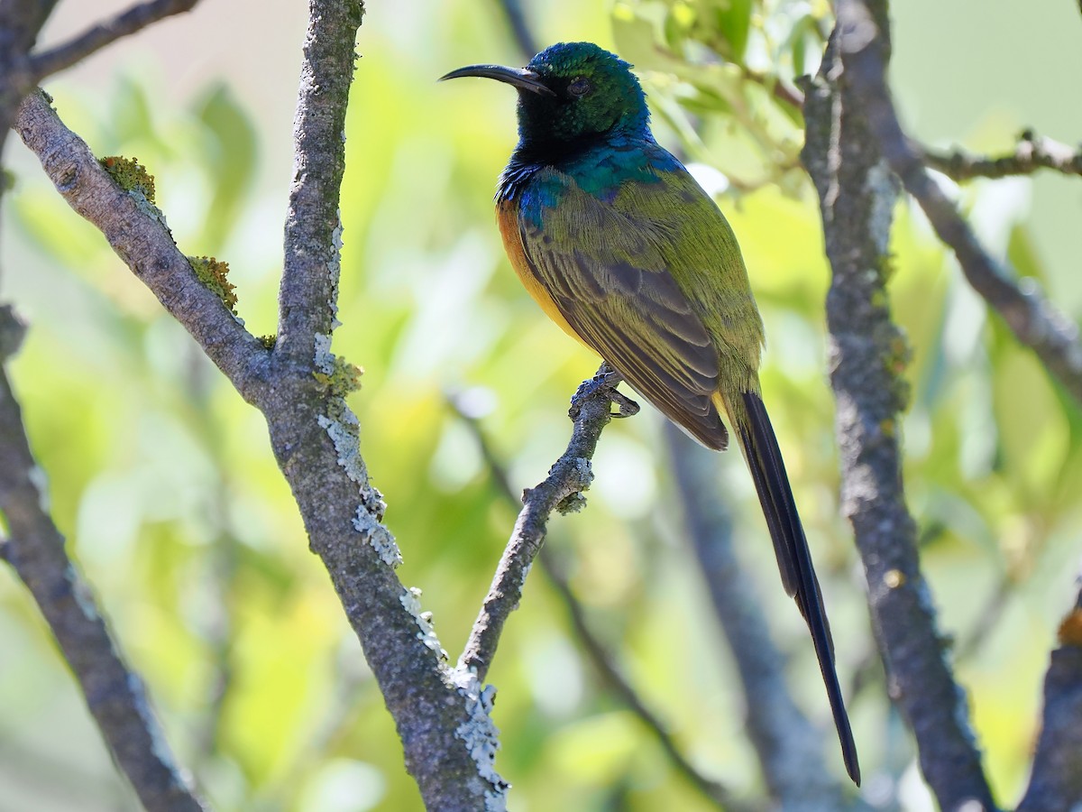 Orange-breasted Sunbird - Gabriel Willow