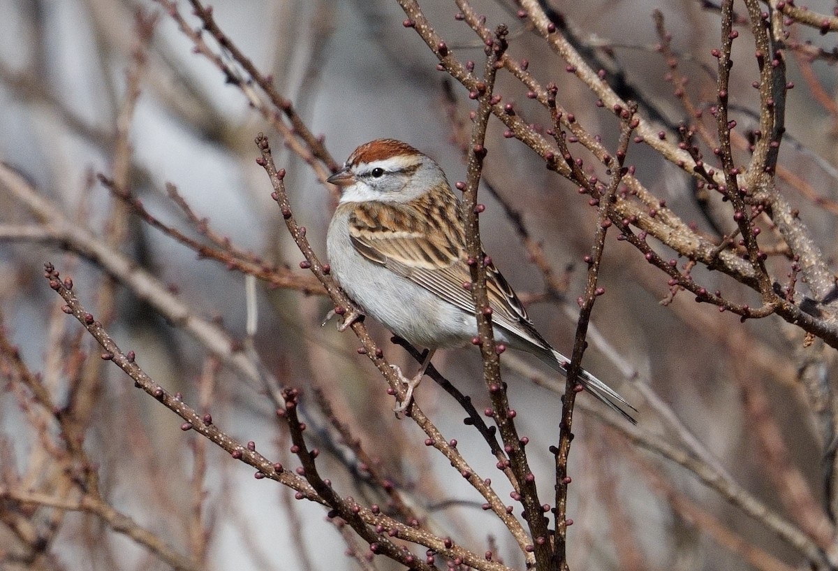 Chipping Sparrow - ML616244521