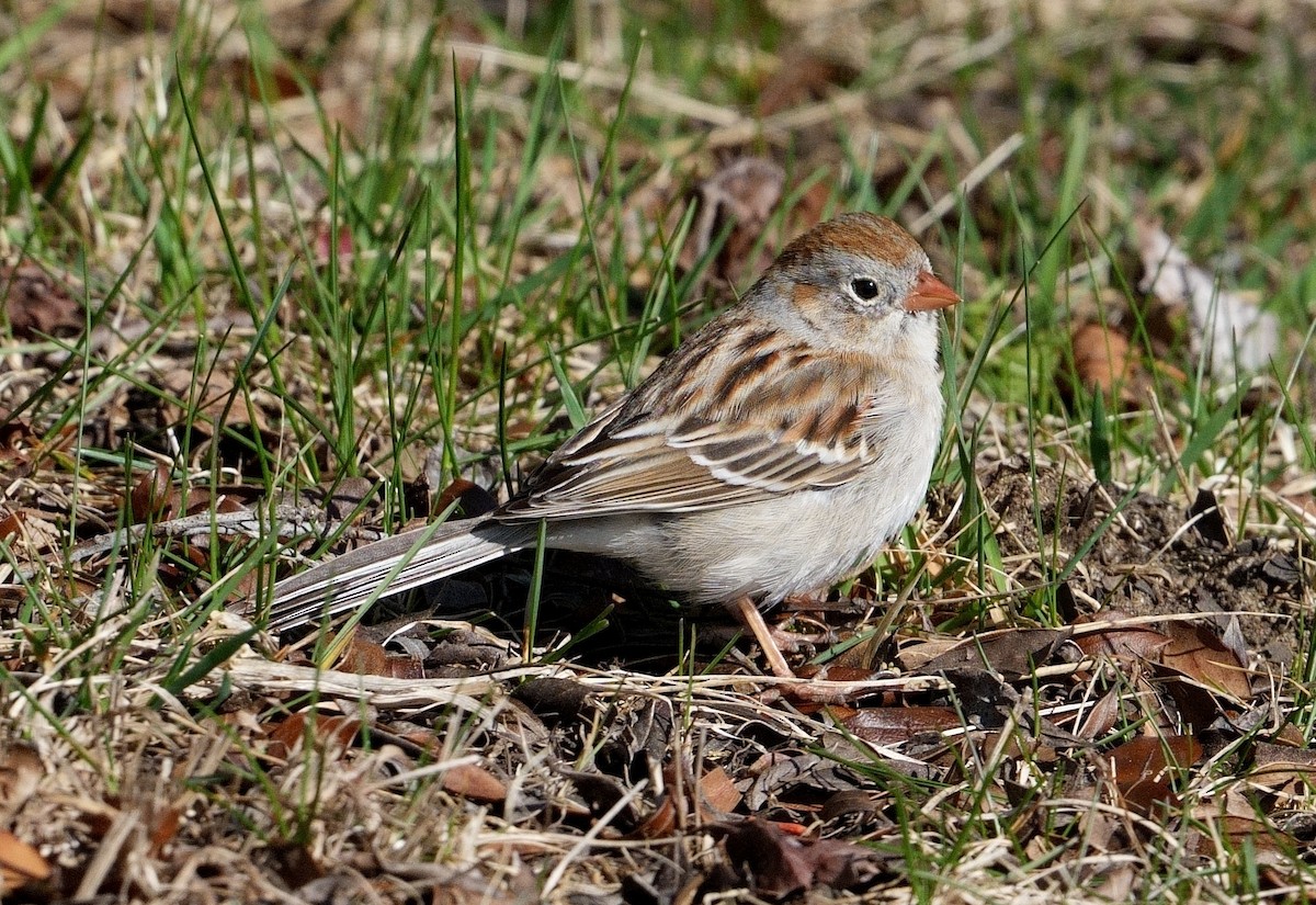 Field Sparrow - ML616244533
