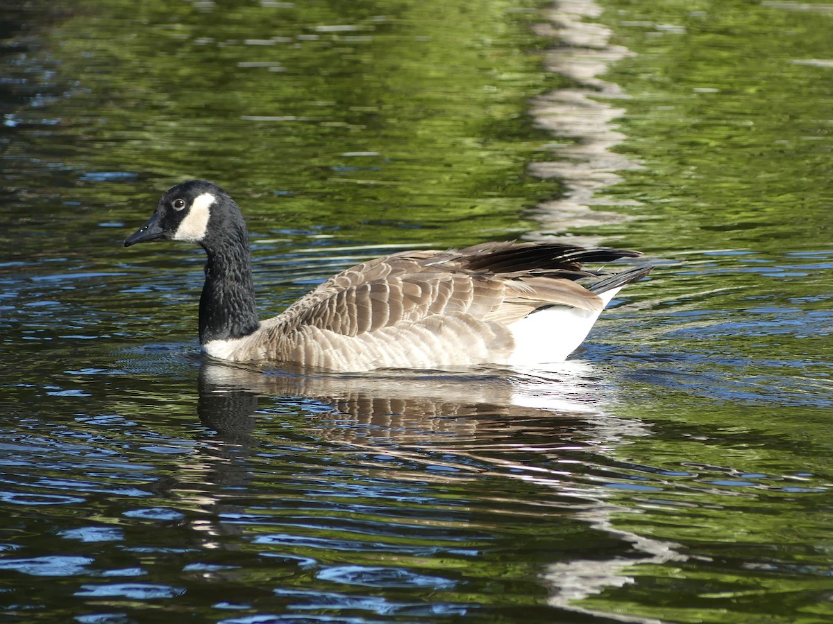 Cackling Goose - ML616244596