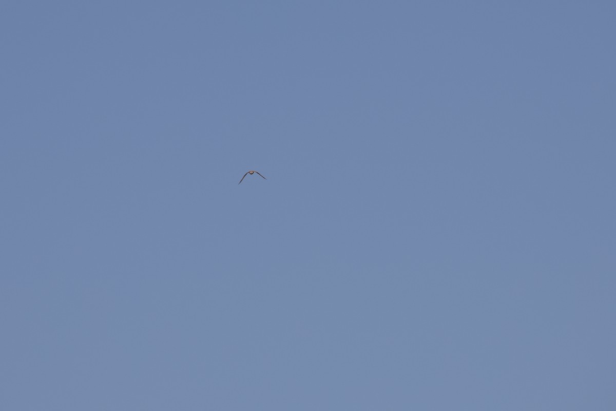 Eurasian Kestrel - Mark Baker