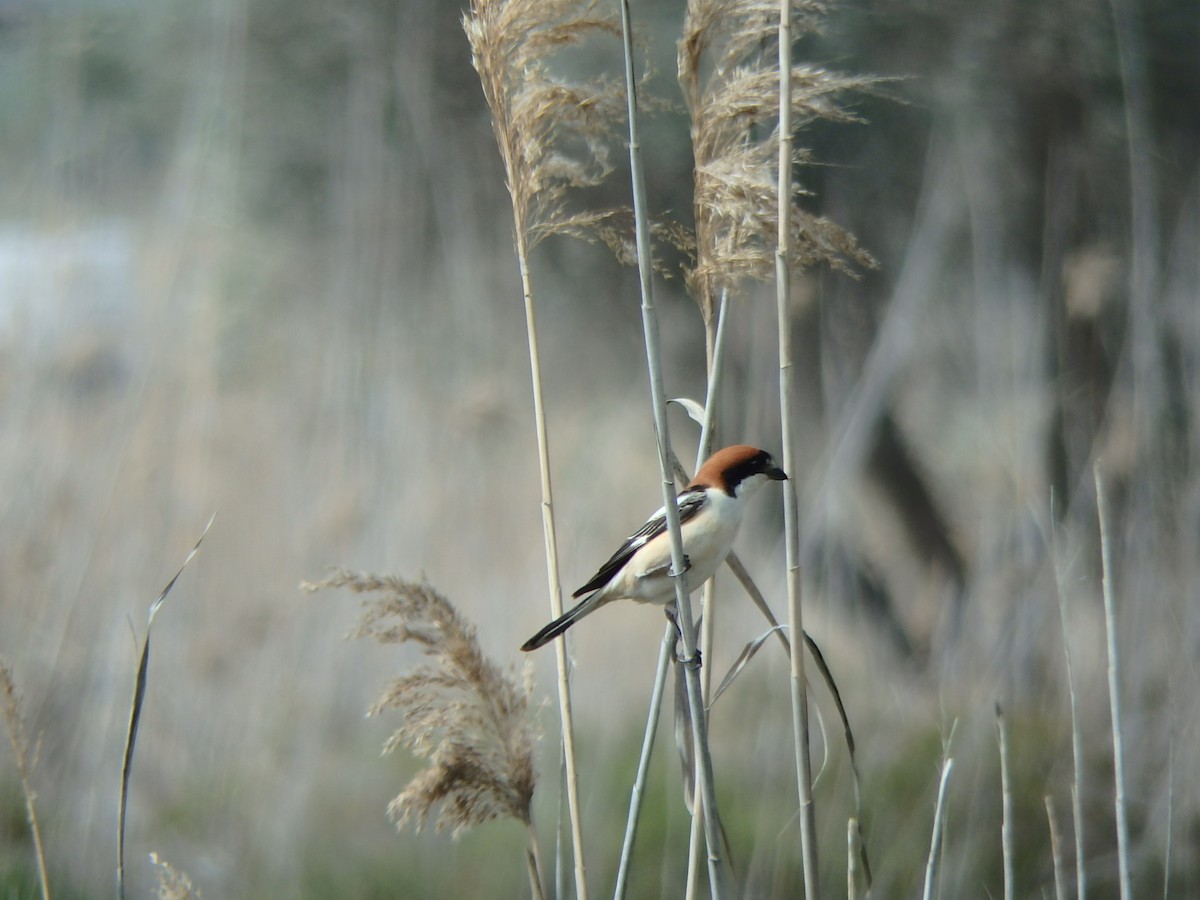 Woodchat Shrike - ML616244672