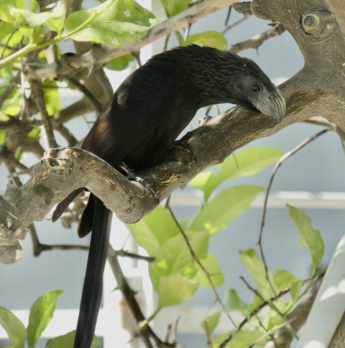 Groove-billed Ani - ML616244782