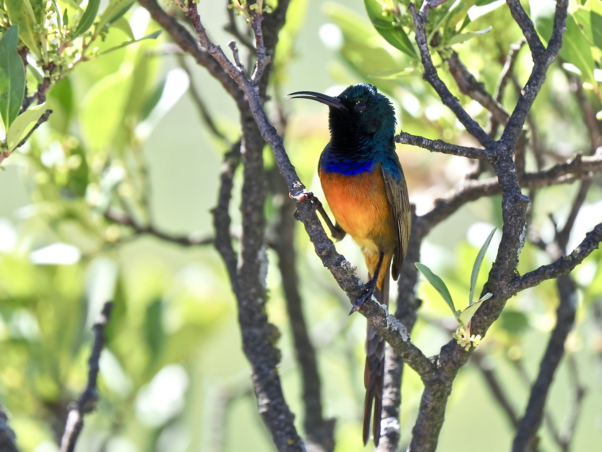 Orange-breasted Sunbird - ML616244834