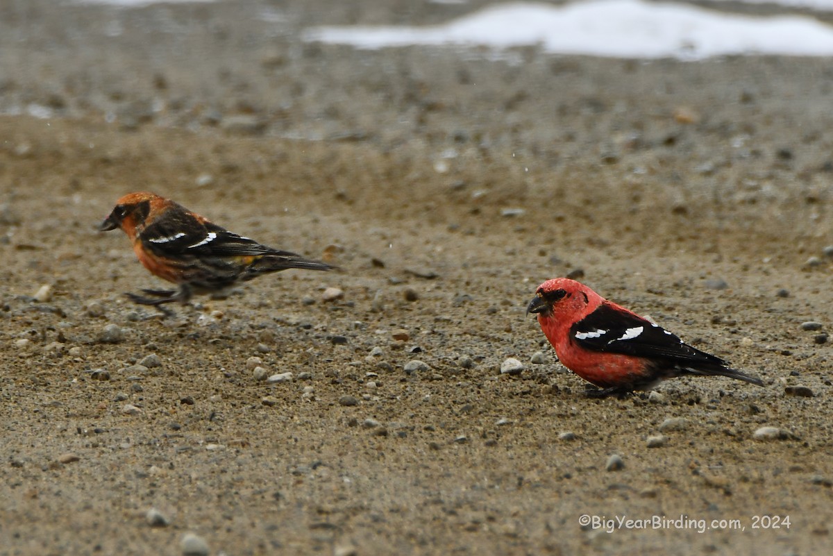 White-winged Crossbill - ML616244892