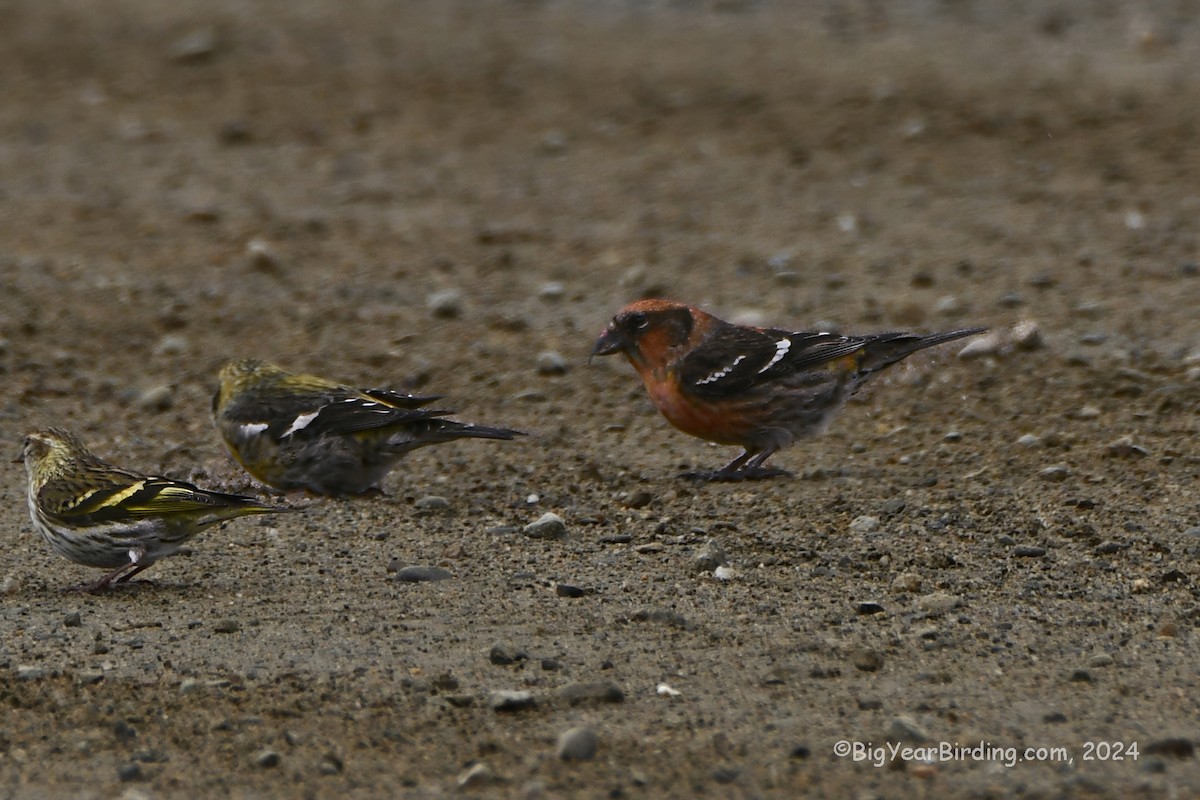 White-winged Crossbill - ML616244894