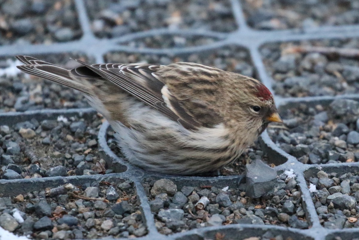 Common Redpoll - Corné Pieterse