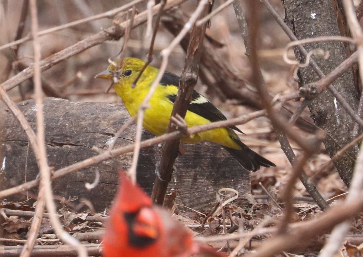 Western Tanager - ML616244926